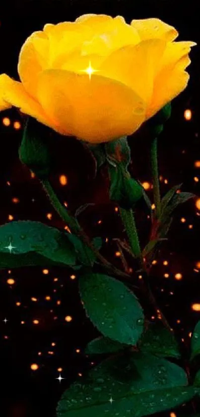 Stunning yellow rose with sparkles on a dark background.