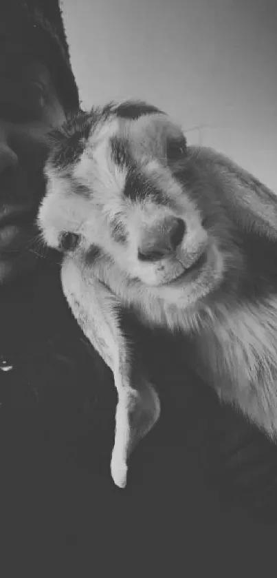 Black and white image of a goat and human bonding.