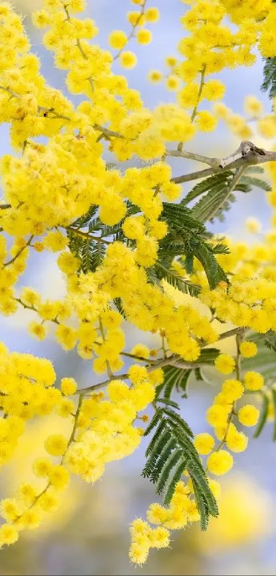 Vibrant golden acacia flowers with green leaves against a blue sky background.