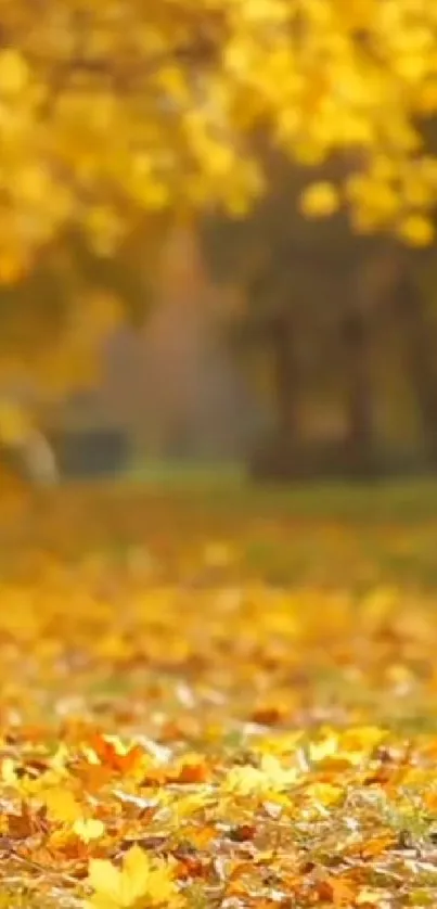 Golden autumn leaves cover a forest floor under trees.