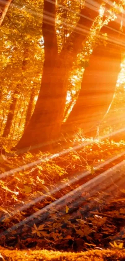 A sunlit autumn forest with golden leaves and warm light.