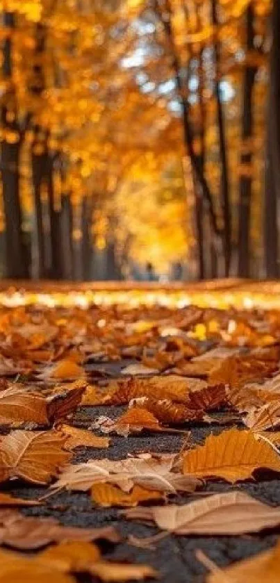 Golden leaves cover a serene forest path in autumn.