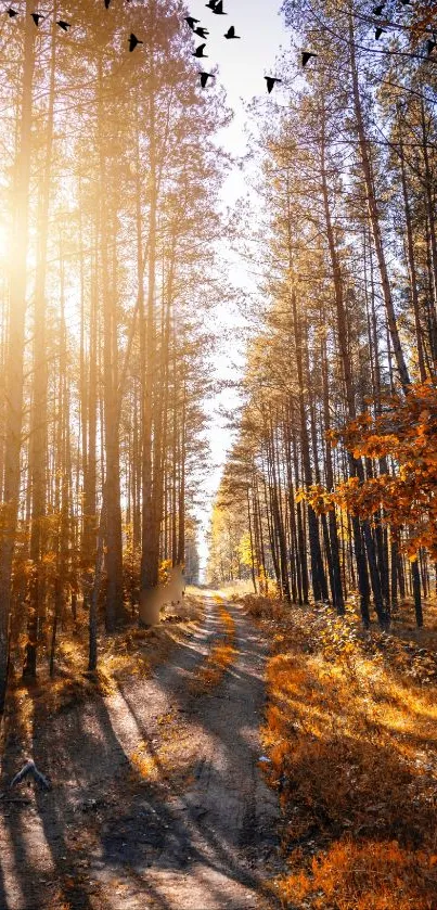 Golden sunlight filters through tall autumn trees along a serene forest path.