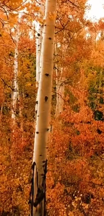 Golden autumn forest with birch trees.