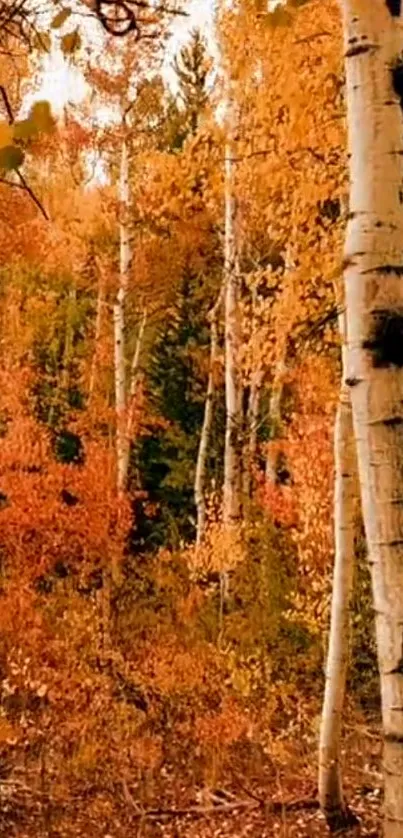 Scenic autumn forest with golden orange trees.