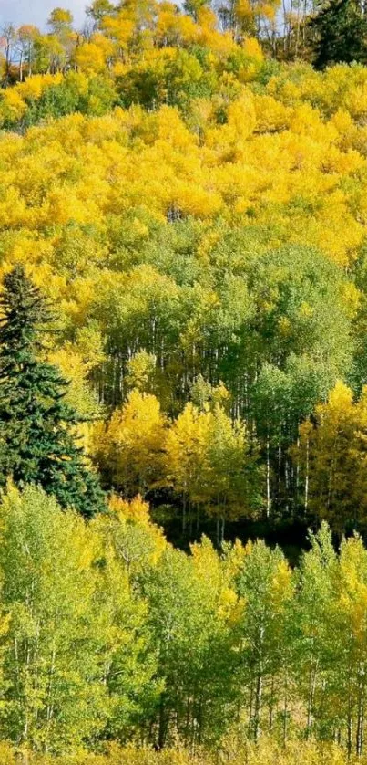 Vibrant yellow and green forest in autumn for mobile wallpaper.