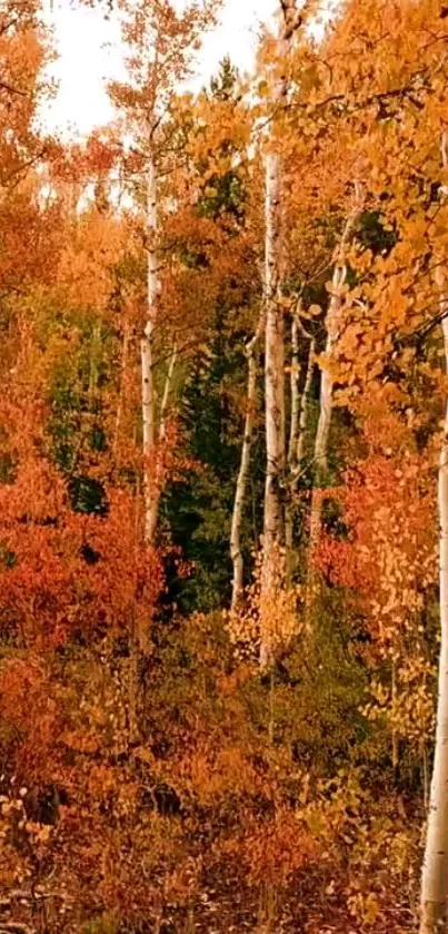 Golden autumn forest with vibrant foliage and serene trees.