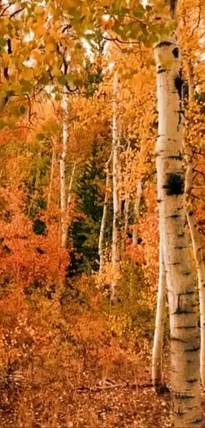 Golden birch trees in autumn forest with vibrant foliage.