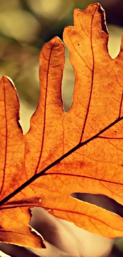 Close-up of a golden autumn leaf under sunlight, showcasing intricate details.