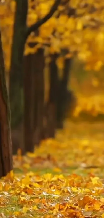 Autumn pathway with golden leaves on ground.