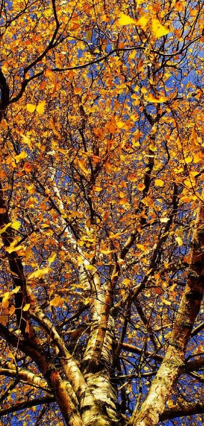 Golden autumn leaves and blue sky mobile wallpaper.