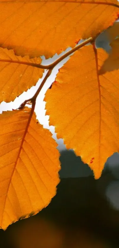 Golden autumn leaves set against a contrasting backdrop.