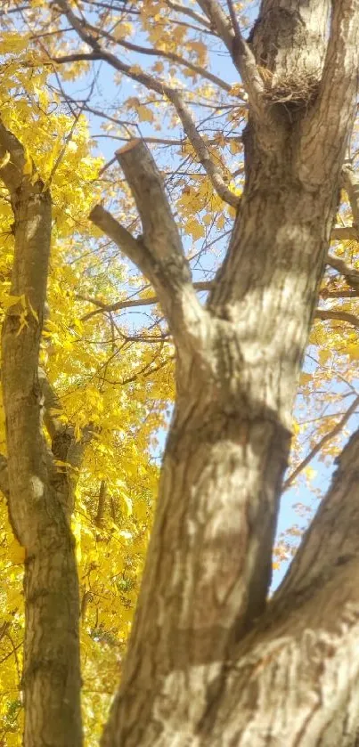 Golden yellow leaves in autumn sunlight against a blue sky.