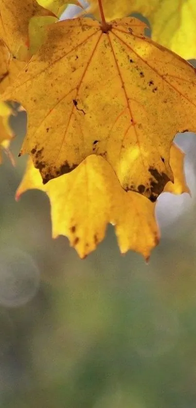 Golden yellow autumn leaves with a bokeh background.