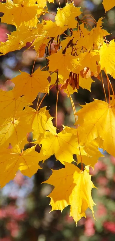 Golden yellow maple leaves in autumn with a blurred background.