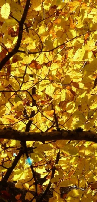 Golden yellow autumn leaves with branches.