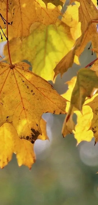 Golden yellow autumn leaves mobile wallpaper with a blurred background.