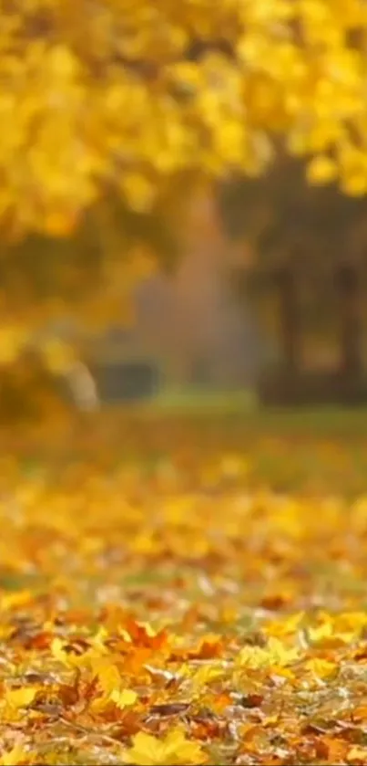 Golden autumn leaves in a serene park setting.