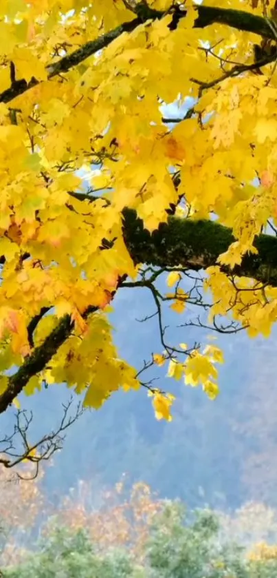 Golden autumn leaves on tree branches with blue sky.