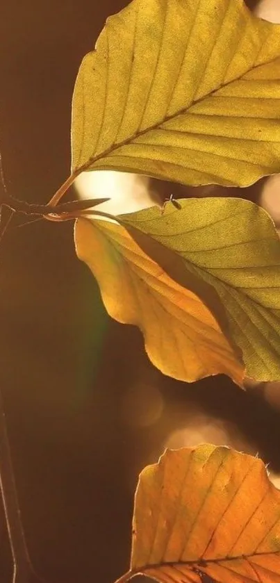 Golden autumn leaves with warm sunlight background.