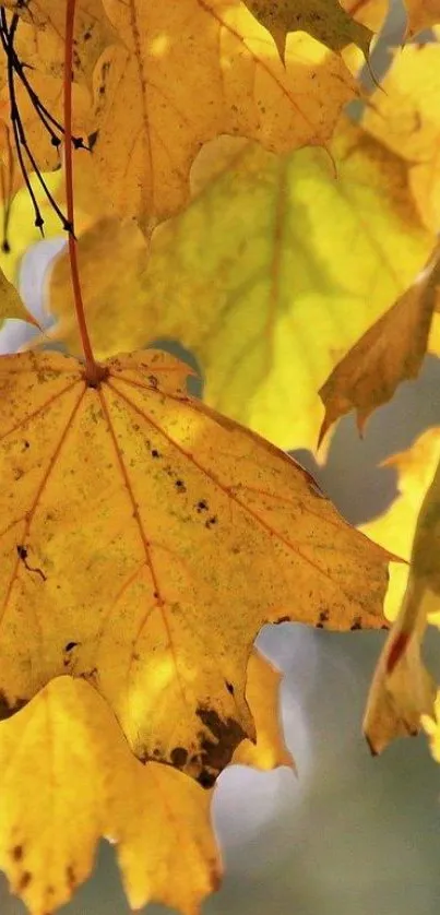 Golden autumn leaves with natural light