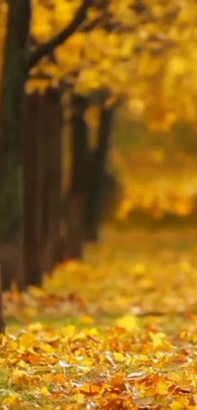 Golden autumn leaves on a forest path with wooden fence.