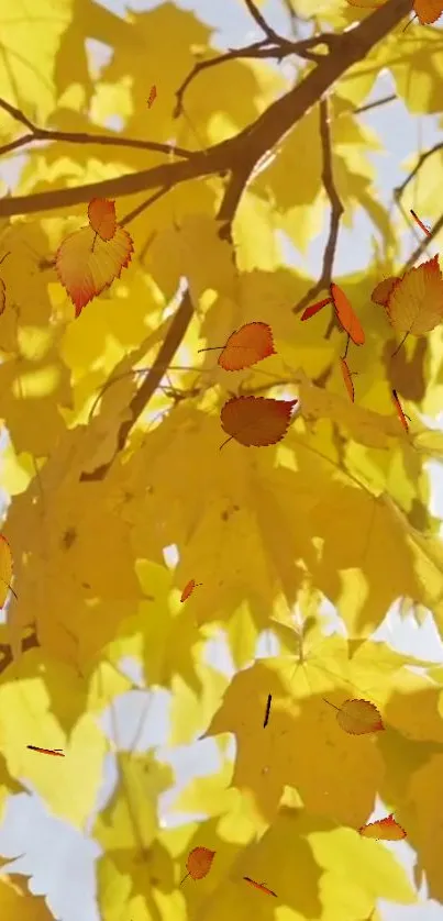 Bright yellow autumn leaves and branches against a clear sky.