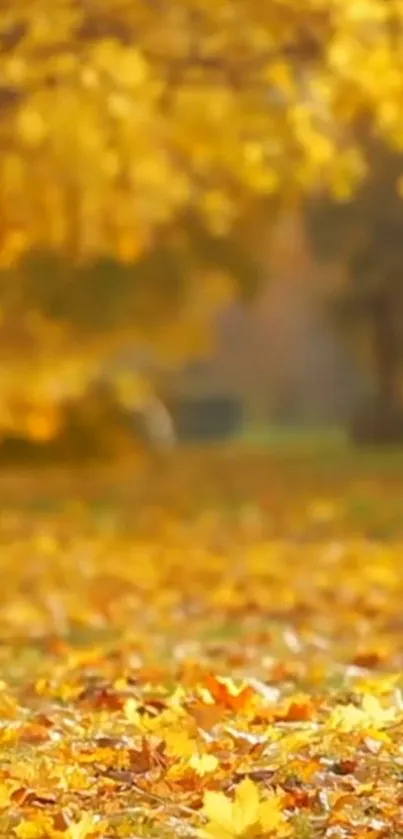 Golden autumn leaves on a serene pathway.