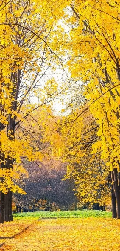 Golden autumn pathway with vibrant yellow leaves and serene natural beauty.