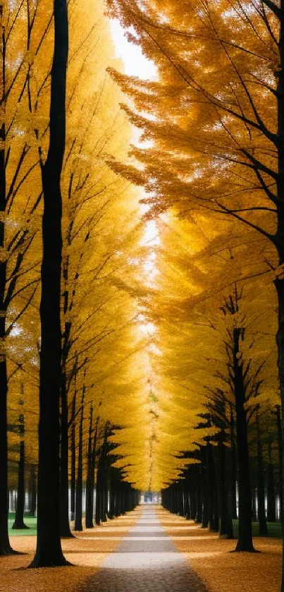 Golden autumn pathway with vibrant yellow trees.