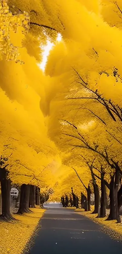 Golden yellow autumn trees line a picturesque pathway.