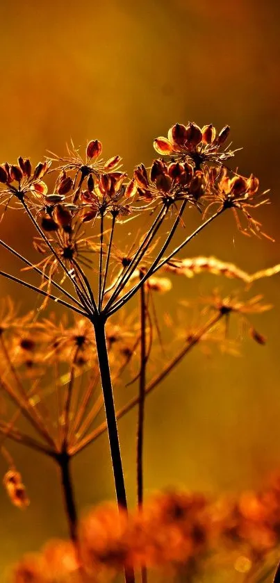 Golden silhouette of autumn plants against a warm, glowing background.