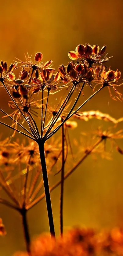 Silhouette of autumn plants with a golden background.