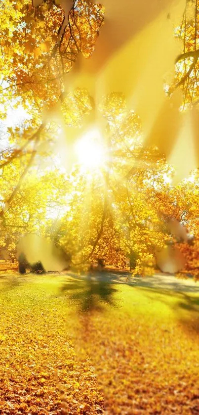 Golden autumn sunlight through trees creating a vibrant, warm nature scene.