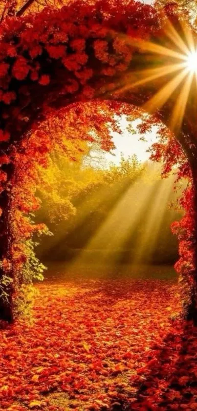 Sunlit pathway through an arch of autumn leaves.