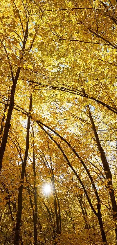 Golden autumn trees with sunlight filtering through the leaves.