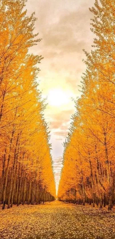 Pathway lined with vibrant yellow autumn trees under a golden sky.