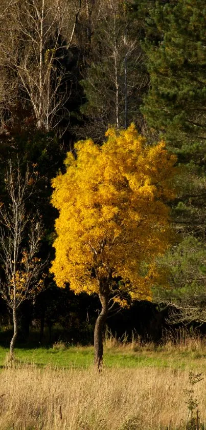 A golden tree stands out in an autumn landscape with green and brown hues.