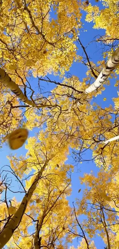 Golden autumn trees against blue sky.