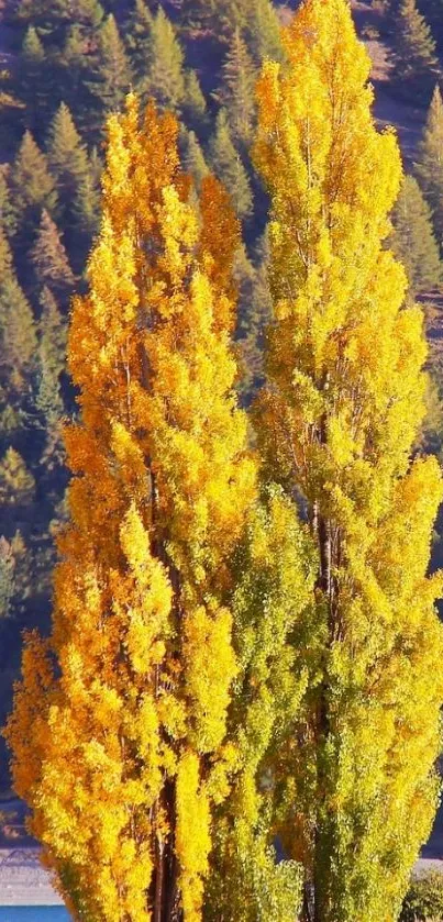 Vibrant golden autumn trees with green leaves and forest backdrop.