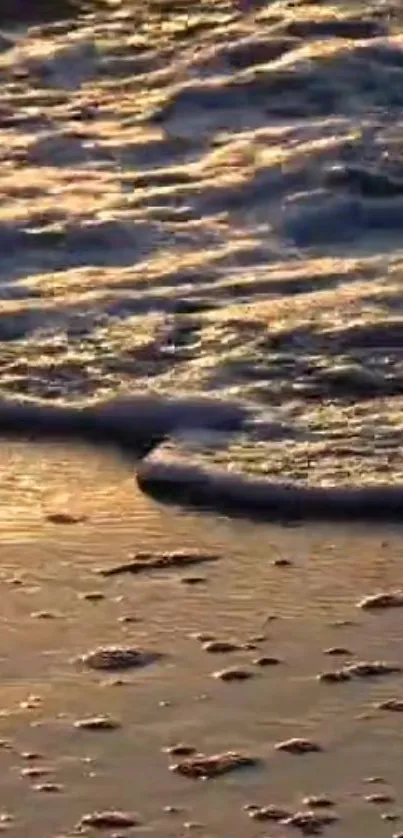 Golden waves gently washing over a serene beach during sunset.