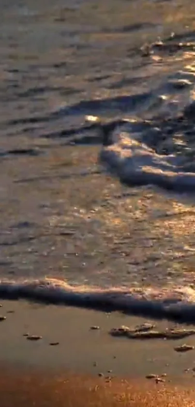 Golden sunset beach waves gently hitting the sandy shore.