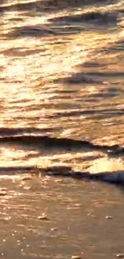 Golden sunset casts a shimmering glow on gentle beach waves.