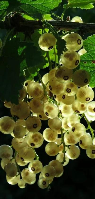 Golden berries illuminated by sunlight with green leaves.