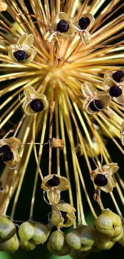 Mobile wallpaper with golden botanical burst and intricate seed pods.