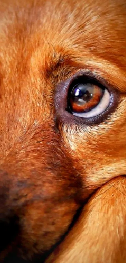 Golden brown dog's eye close-up, perfect for mobile wallpaper.