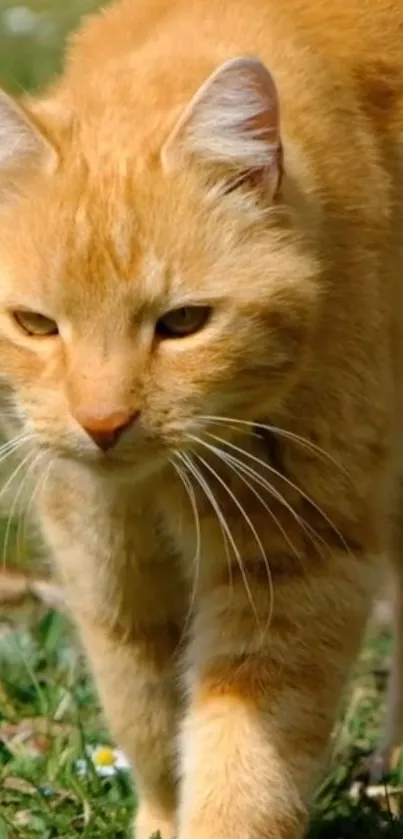 Golden cat walking through green grass