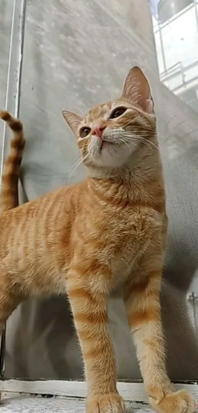 Golden cat elegantly standing on a city windowsill.