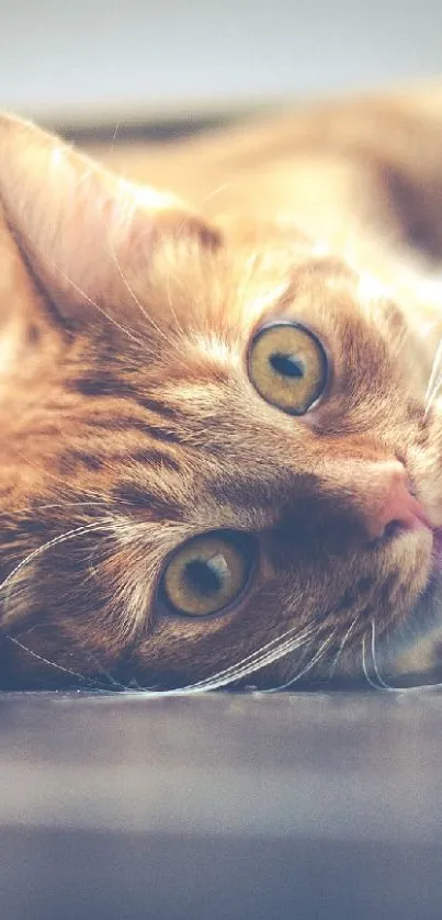 Cute golden cat lying down with captivating eyes.