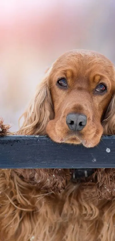 Cute Cocker Spaniel puppy leaning on a fence, perfect for a mobile wallpaper.